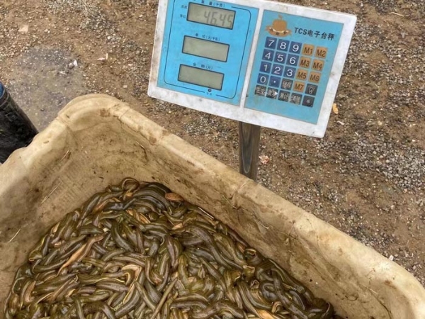 九州酷游(酷游·ku游)幼苗