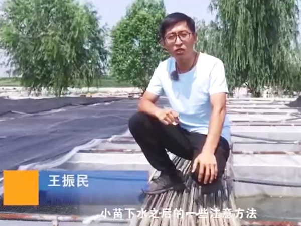九州酷游(酷游·ku游)幼苗下水后确把稳和操作
