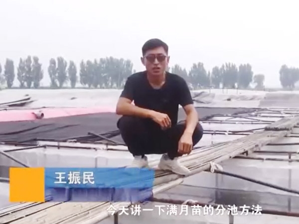 九州酷游(酷游·ku游)满月苗的分池步骤