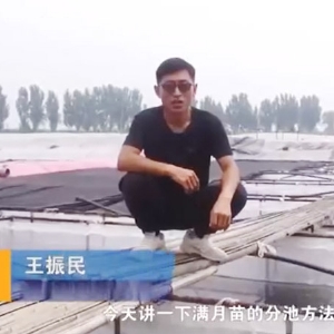 九州酷游(酷游·ku游)满月苗的分池步骤