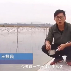 九州酷游(酷游·ku游)干枯病产生涯法规及防治步骤