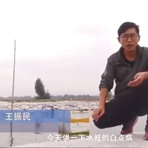 九州酷游(酷游·ku游)白点病产生涯法规及防治步骤