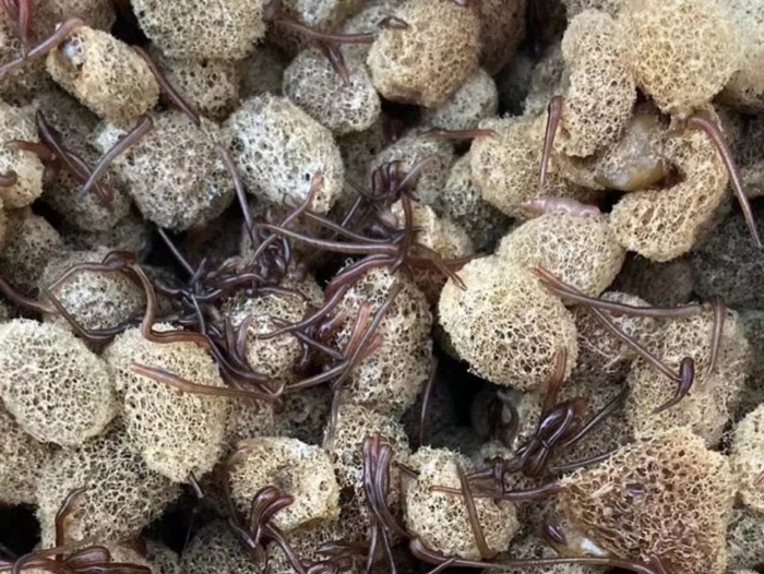 九州酷游(酷游·ku游)卵茧