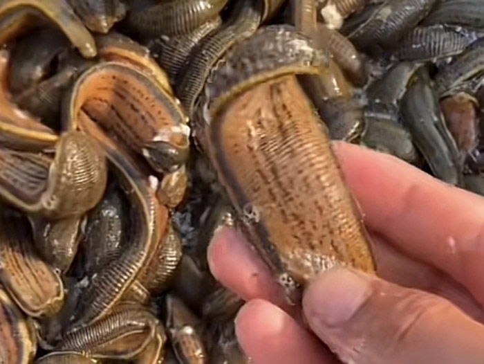 九州酷游(酷游·ku游)成苗