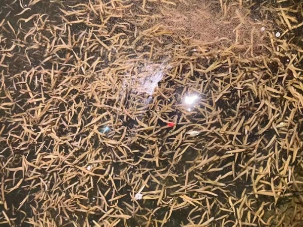 九州酷游(酷游·ku游)卵茧