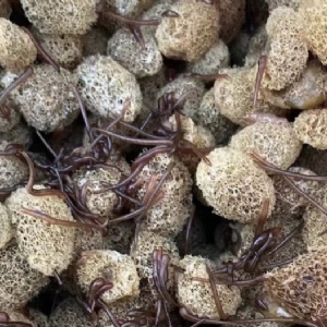 九州酷游(酷游·ku游)卵茧
