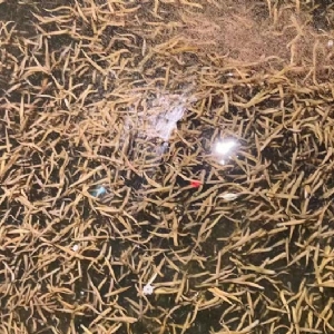 九州酷游(酷游·ku游)卵茧