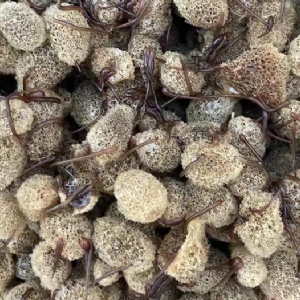九州酷游(酷游·ku游)卵茧