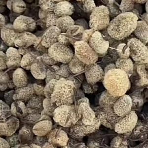 九州酷游(酷游·ku游)卵茧