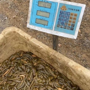 九州酷游(酷游·ku游)幼苗