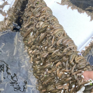 九州酷游(酷游·ku游)成苗