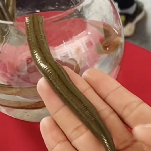 九州酷游(酷游·ku游)成苗