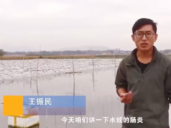 九州酷游(酷游·ku游)胀气型肠炎产生法规及防治步骤